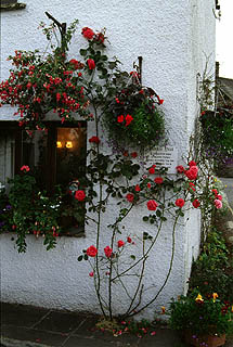 赤い薔薇と白壁の家