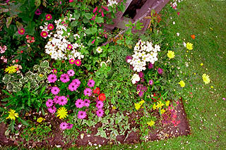 足下に色々な色の花々