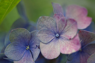 ８月の紫陽花