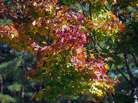 １本の木に４色の紅葉