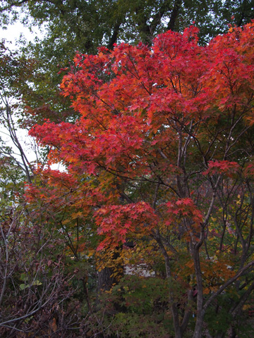 童話館の庭の紅葉